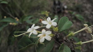 Clerodendrum tomentosum flowers