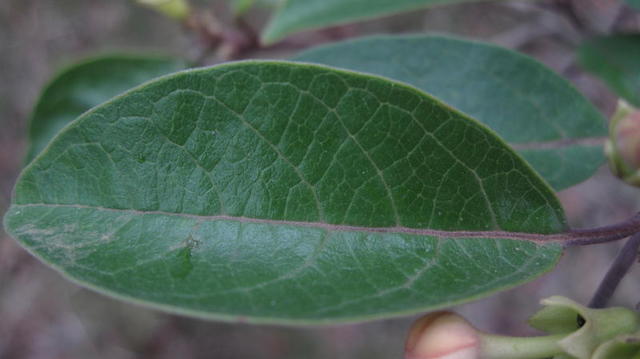 Clerodendrum tomentosum leathery leaf