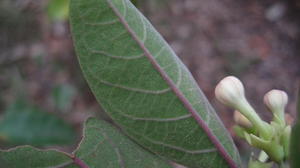 Clerodendrum tomentosum furry underside of leaf