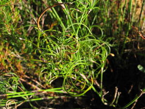 Caustis flexuosa curly spikelets