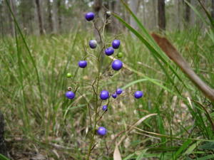 Dianella caerulea berries