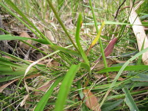 Dianella caerulea leaves