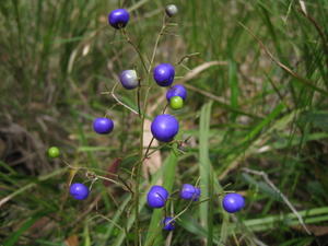 Dianella caerulea berries