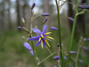 Dianella caerulea flower