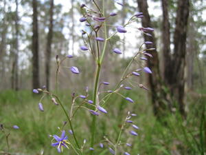 Dianella caerulea buds