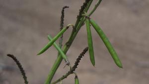 Indigofera australis pods