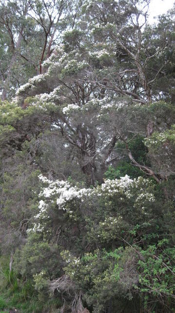 Melaleuca linearifolia tree shape