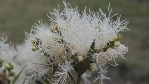 Melaleuca linearifolia flowers