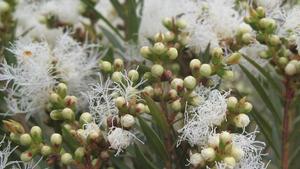 Melaleuca linearifolia buds