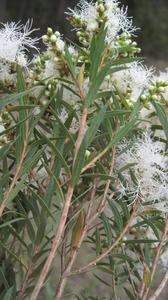 Melaleuca linearifolia leaves