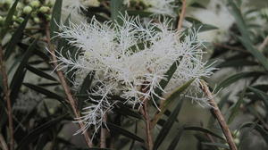 Melaleuca linearifolia feathery flowers