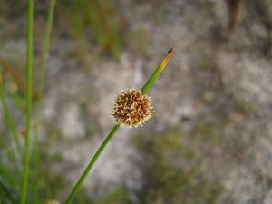 Isolepis nodosa - Knobby Club Rush