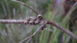 Melaleuca linearifolia fruit