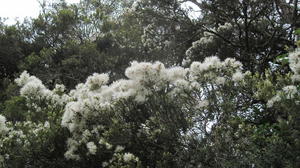 Melaleuca linearifolia dense flowering