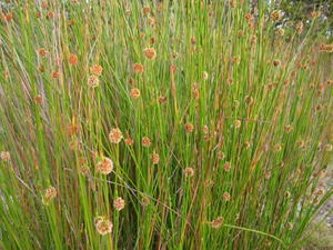 Isolepis nodosa habit