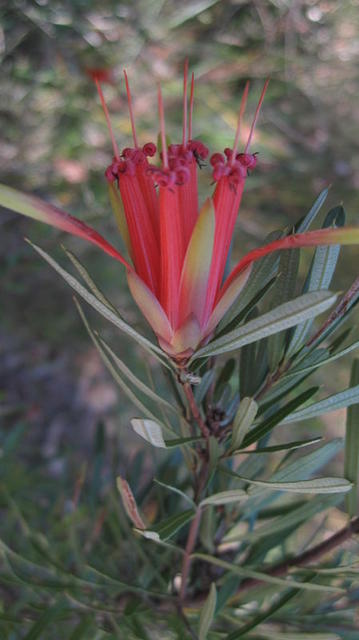 Lambertia formosa flower