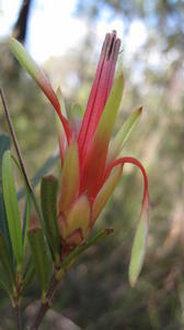 Lambertia formosa bud