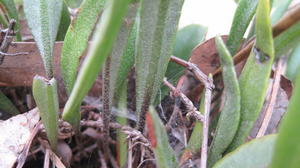 Pyrrosia confluens paler underside of frond