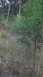 Viminaria juncea plant shape