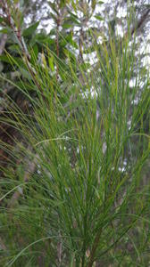 Viminaria juncea with no leaves