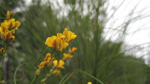 Viminaria juncea flowers