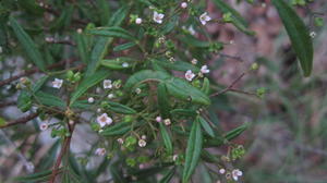 Zieria smithii flowers