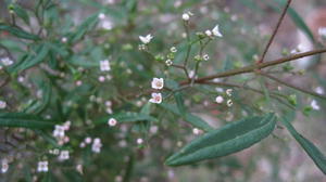 Zieria smithii flowers