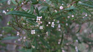 Zieria smithii flowers