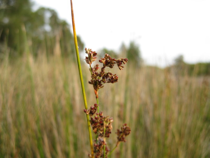 Juncus continuus flower head