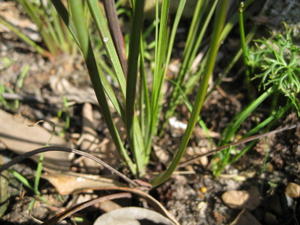 Blandfordia nobilis strappy leaves