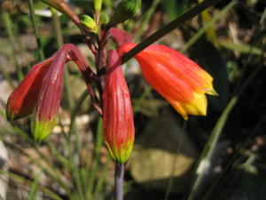 Blandfordia nobilis buds