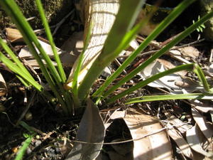 Blandfordia nobilis base of leaves