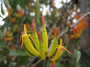 Muellerina eucalyptoides buds