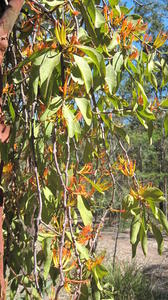 Muellerina eucalyptoides drooping branches