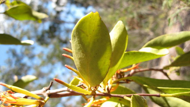 Muellerina eucalyptoides leaves