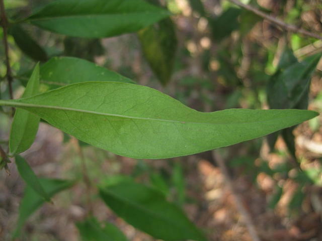 Notelaea longifolia paler underside of leaf
