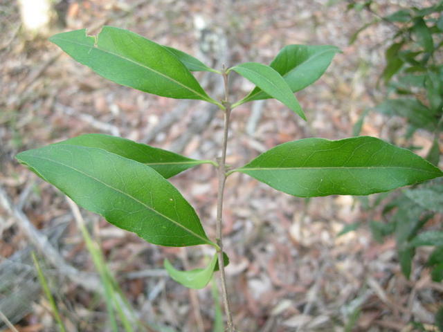 Notelaea longifolia opposite leaves
