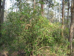 Notelaea longifolia plant shape