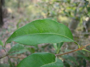 Notelaea longifolia leathery undulating leaf