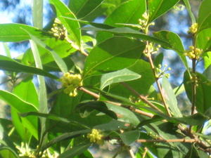 Notelaea longifolia flowers and buds