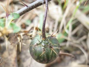 Solanum prinophyllum purple-green fruit