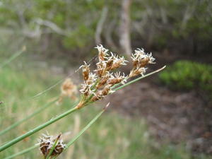 Juncus usitatus flowering head