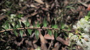 Melaleuca stypheloides leaves