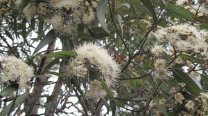 Angophora costata flowering branch