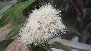 Angophora costata flower head