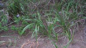 Dianella caerulea plant shape