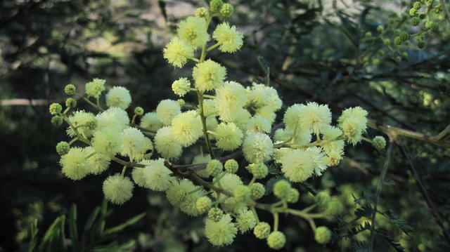 Acacia irrorata flowers