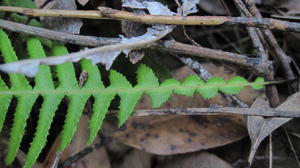 Doodia aspera frond