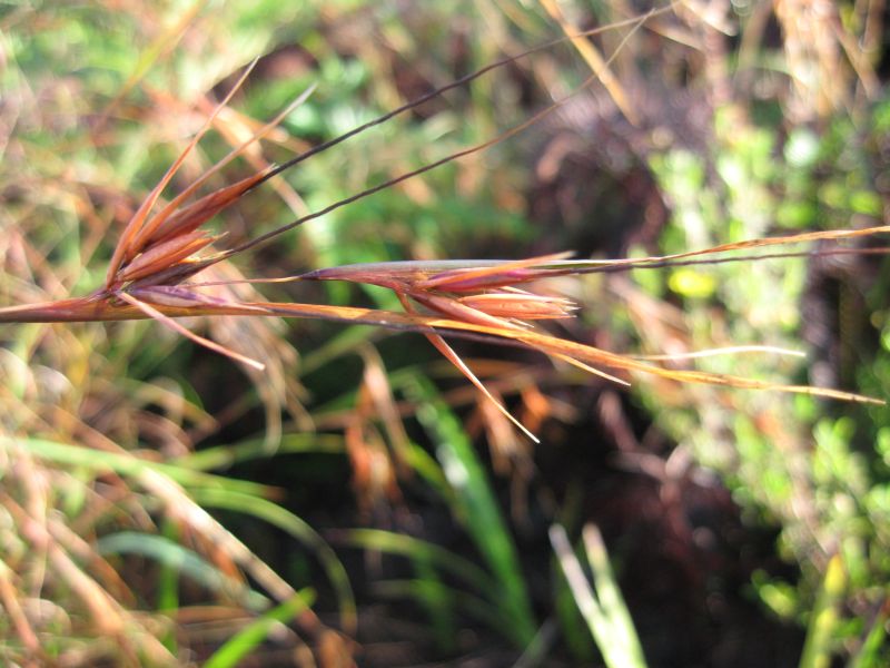 Themeda australis spikelet