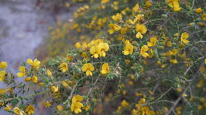 Pultenaea villosa branches